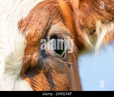 Une vache à œil, gros plan d'une laiterie recouverte de rouge et de blanc, qui a l'air calme et heureuse Banque D'Images