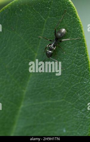 Occupé ant dans une macro prise sur une feuille.Plan détaillé du petit insecte Banque D'Images