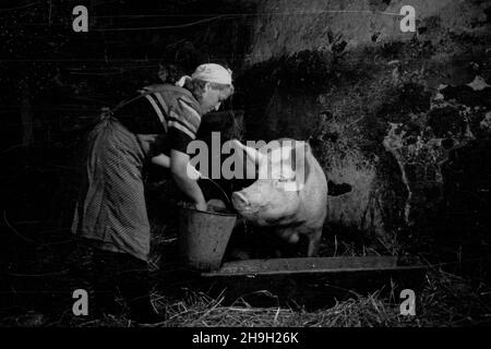 Zalipie, 1948-07.Wieœ, W której W 1945 r. osiedli³a siê czêœæ Platerówek, tzn.¿o³nierek 1 Samodzielnego Batalionu Kobiecego im.Emilii Plater 1 Dywizji Piechoty im.Koœciuszki.Do 1947 r. wieœ nosi³a nazwê Platerowo.NZ. Karmienie trzody chlewnej. bb PAP Dok³adny dzieñ wydarzenia nieustalony.Zalipie, juillet 1948.Le village dans lequel s'installent un certain nombre de femmes soldats du 1er Bataillon indépendant féminin de l'Emilia Plater de la 1re Division d'infanterie de Tadeusz Kosciuszko.Jusqu'en 1947, le village s'appelait Platerowo.Photo : alimentation de porc. pap bb Banque D'Images