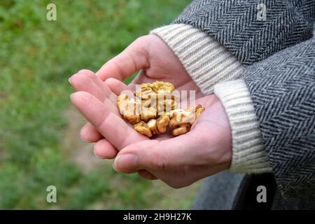 Noyaux de noyer pelés dans les mains des femelles. Poignée de noix organiques dans les paumes de la femme. Concept d'alimentation naturelle saine. Gros plan. Mise au point sélective. Banque D'Images