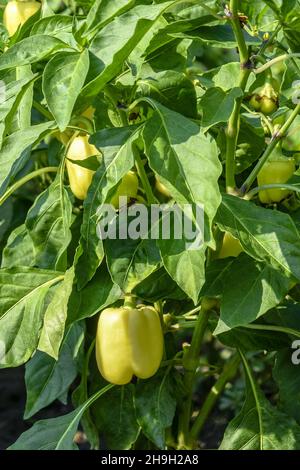 Cloche de poivre avec de jeunes légumes verts sur le lit de jardin.Forme oblongue de légumes.Mûrissement de la récolte.Gros plan.Mise au point sélective. Banque D'Images