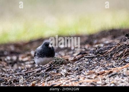 junco aux yeux sombres dans une cour au printemps. Banque D'Images