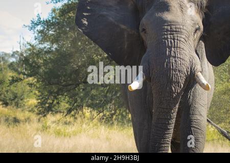 Puissant taureau d'éléphant d'Afrique en train de se charger vers l'appareil photo, Parc national Kruger. Banque D'Images