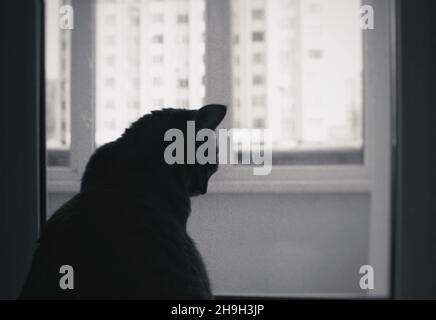 Silhouette d'un chat assis sur la fenêtre Banque D'Images