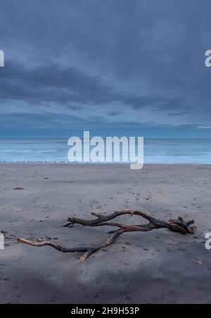 driftwood s'est lavé sur une plage de sable sur la côte de l'île de wight, sur la rive de l'île de wight à la baie de compton avec une ancienne branche en bois sur la plage avec la mer. Banque D'Images