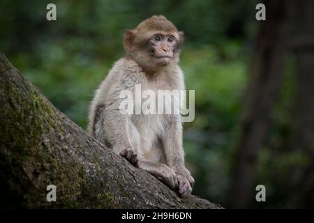 Un portrait en gros plan d'un jeune macaque barbaire assis sur une branche d'arbre Banque D'Images
