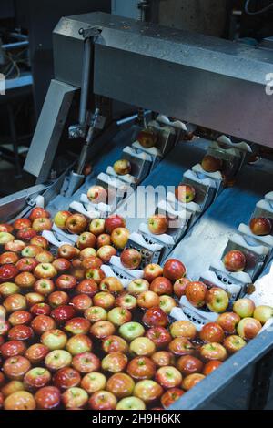 Nettoyez et coupez les pommes fraîches avant des râper et des couper dans les installations de transformation des aliments.Fruits sains, production alimentaire et concept automatisé de l'industrie alimentaire. Banque D'Images