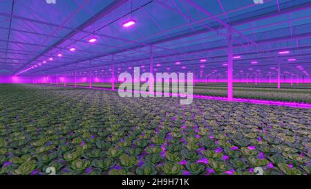 Serre industrielle avec lumière LED violette.Usine de légumes d'intérieur hydroponique.Ferme de salades vertes.Rendu 3D Banque D'Images