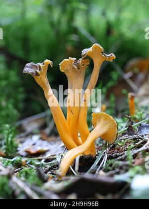 Craterellus lutescens, également connu sous le nom de Cantharellus lutescens, communément appelé pied jaune ou Chanterelle dorée, champignon sauvage de Finlande Banque D'Images