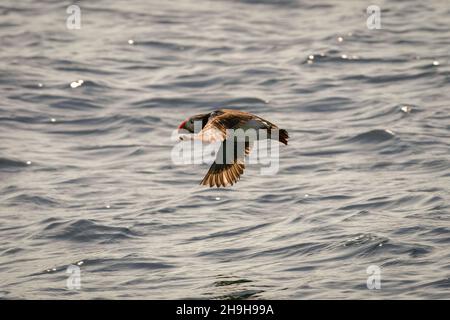 RUNDE, NORVÈGE - 2020 JUIN 19.Macareux de l'Atlantique volant près de la mer. Banque D'Images
