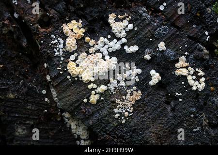 Lachnum virgineum, parfois appelé champignon disco enneigé, champignon sauvage de Finlande Banque D'Images