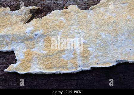 Leucogyrophana mollusque, communément appelé croûte d'orange gauchrée, champignon sauvage de Finlande Banque D'Images
