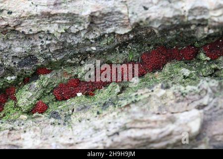 Neonectria coccinea, également appelé Nectria coccinea var. Faginata, un pathogène de plante fongique causant la maladie de l'écorce de hêtre Banque D'Images