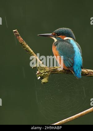 Kingfisher se nourrit d'une perchaude, revenant souvent à une perchaude différente pour pleurs proies avant de la consommer.Un plumage sans équivoque pour un oiseau au Royaume-Uni Banque D'Images