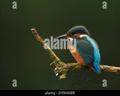 Kingfisher se nourrit d'une perchaude, revenant souvent à une perchaude différente pour pleurs proies avant de la consommer.Un plumage sans équivoque pour un oiseau au Royaume-Uni Banque D'Images