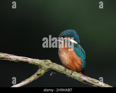 Kingfisher se nourrit d'une perchaude, revenant souvent à une perchaude différente pour pleurs proies avant de la consommer.Un plumage sans équivoque pour un oiseau au Royaume-Uni Banque D'Images