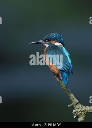 Kingfisher se nourrit d'une perchaude, revenant souvent à une perchaude différente pour pleurs proies avant de la consommer.Un plumage sans équivoque pour un oiseau au Royaume-Uni Banque D'Images