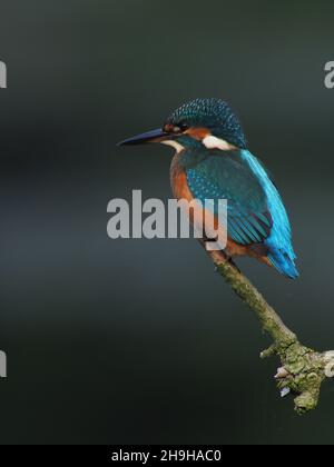 Kingfisher se nourrit d'une perchaude, revenant souvent à une perchaude différente pour pleurs proies avant de la consommer.Un plumage sans équivoque pour un oiseau au Royaume-Uni Banque D'Images