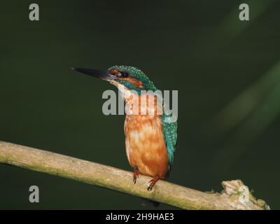 Kingfisher se nourrit d'une perchaude, revenant souvent à une perchaude différente pour pleurs proies avant de la consommer.Un plumage sans équivoque pour un oiseau au Royaume-Uni Banque D'Images