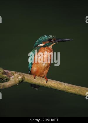 Kingfisher se nourrit d'une perchaude, revenant souvent à une perchaude différente pour pleurs proies avant de la consommer.Un plumage sans équivoque pour un oiseau au Royaume-Uni Banque D'Images