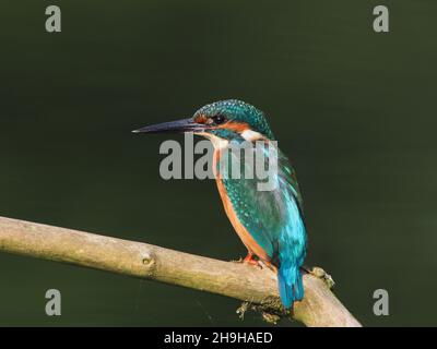 Kingfisher se nourrit d'une perchaude, revenant souvent à une perchaude différente pour pleurs proies avant de la consommer.Un plumage sans équivoque pour un oiseau au Royaume-Uni Banque D'Images