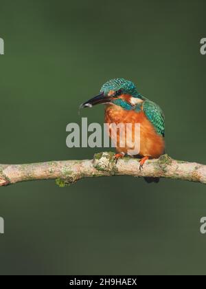 Kingfisher se nourrit d'une perchaude, revenant souvent à une perchaude différente pour pleurs proies avant de la consommer.Un plumage sans équivoque pour un oiseau au Royaume-Uni Banque D'Images