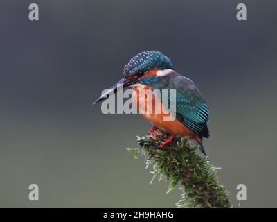 Kingfisher se nourrit d'une perchaude, revenant souvent à une perchaude différente pour pleurs proies avant de la consommer.Un plumage sans équivoque pour un oiseau au Royaume-Uni Banque D'Images