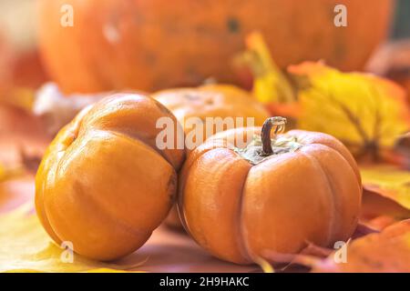 Automne encore la vie .Feuilles d'érable tombées et citrouilles d'orange.Récolte d'automne Banque D'Images