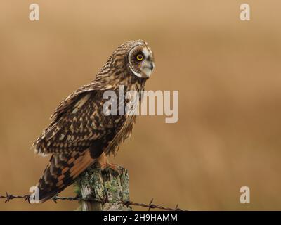 La chouette à épines courtes est une chouette qui a le plus de chances d'être observée à l'époque au Royaume-Uni.Ils perquent sur des poteaux ou des arbres observant pour des proies, mais aussi la chasse sur la victoire. Banque D'Images