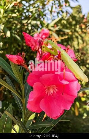 Une mante verte est posée sur une fleur rose de rhododendron Banque D'Images