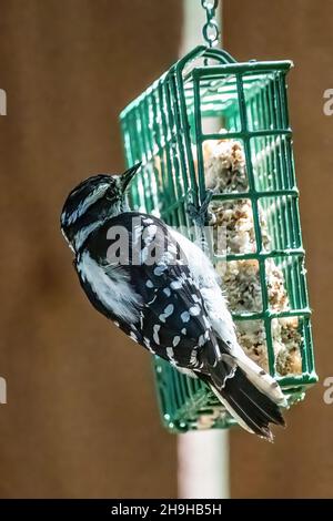 Pic de bois dégarni mangeant au nourrisseur de suet à un alimenteur d'arrière-cour au printemps. Banque D'Images