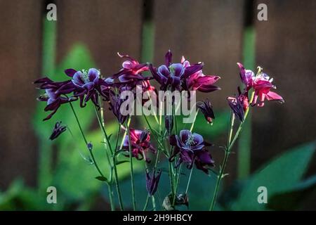 columbine aux couleurs violettes et roses dans un jardin de printemps avec lumière du soir, Taylors Falls, Minnesota, États-Unis. Banque D'Images