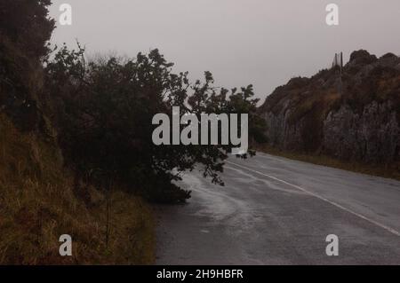 Mardi 7 décembre, Bantry West Cork, Irlande ; Storm Barra a frappé la terre ce matin avec des vents violents et des inondations Bantry a été gravement touchée par le personnel du Service d'incendie appelé à 6H DU MATIN pour faire face aux inondations.De nombreuses personnes ont fermé leurs portes en affirmant que la sécurité des clients et du personnel était leur priorité.Certains dégâts ont été causés par les eaux et les arbres des inondations et les branches ont été soufflées et ont traversé les routes principales, le personnel du Conseil et les résidents locaux aidant à dégager les routes.Un arbre est suspendu sur la route Ballyvourney à Ballingeary crédit ED/Alay Live News Banque D'Images