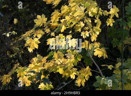 La lumière du soleil d'automne éclaire les feuilles jaunissant d'un arbre de Sycamore.En automne, les arbres décidus commencent à retirer la chlorophylle et les éléments nutritifs du feuillage Banque D'Images