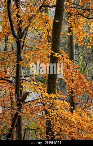 L'automne doré laisse sur une section abstraite d'arbres, dans une forêt naturelle Banque D'Images