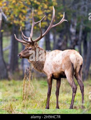 Wapiti bull mâle marchant dans le champ avec un arrière-plan de forêt flou dans son environnement et son habitat entourant, présentant des bois et fourrure de manteau brun. Banque D'Images