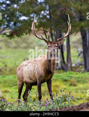 Wapiti bull mâle marchant dans le champ avec un arrière-plan de forêt flou dans son environnement et son habitat entourant, présentant des bois et fourrure de manteau brun. Banque D'Images