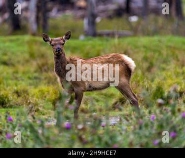 Vue latérale en gros plan du wapiti Baby avec fleurs sauvages floues en premier plan et arrière-plan de forêt flou dans son environnement et son habitat environnant.Regarder. Banque D'Images
