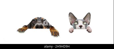 Bannière deux animaux de compagnie de cacher chien et chat avec de grandes oreilles et des pattes accrochées dans un blanc dans une rangée.Isolé sur fond blanc. Banque D'Images