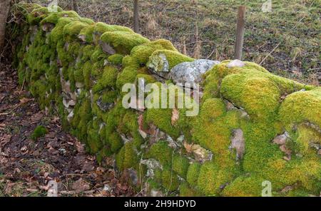 LA BRYOPHYTA DE MOSS POUSSE SUR DES PIERRES DANS UN MUR Banque D'Images