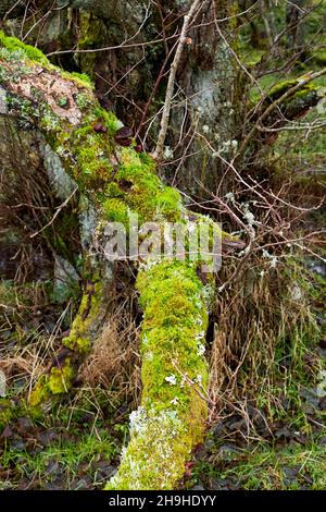 VIEUX RONDINS POURRIS RECOUVERTS D'UNE CROISSANCE DE LICHEN VERT JAUNE MOSS ET DE CHAMPIGNONS Banque D'Images