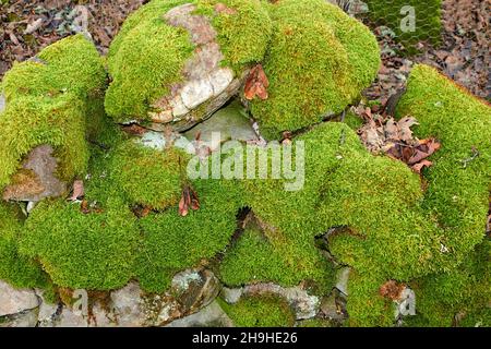 CROISSANCE PROLIFIQUE DE MOSS BRYOPHYTA SUR DES PIERRES DANS UN MUR Banque D'Images