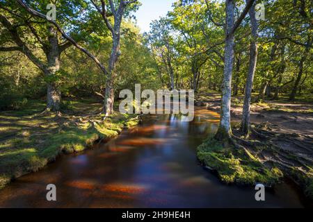 Ober Water près du pont Puttles dans le parc national de New Forest, Hampshire, Angleterre, Royaume-Uni Banque D'Images