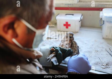 (211207) -- SHIJIAZHUANG, 7 décembre 2021 (Xinhua) -- Tian Zhiwei, un protecteur d'oiseaux sauvages, traite un kestrel blessé à la station de sauvetage Daqinghe dans le comté de Laoing, dans la province de Hebei, au nord de la Chine, 7 décembre 2021.Chaque année, des millions d'oiseaux migrateurs affluent dans le comté de Laoing pendant leur migration.Tian Zhiwei, 52 ans, se consacre aux activités de protection et de sauvetage des oiseaux sauvages depuis 2004.En 2011, il établit une station de sauvetage dans le comté de Laoting.Avec une superficie de 35 um (environ 5.8 acres), la station de sauvetage a sauvé, adopté et libéré plus de 100 espèces et des dizaines de milliers d'oiseaux sauvages. Banque D'Images