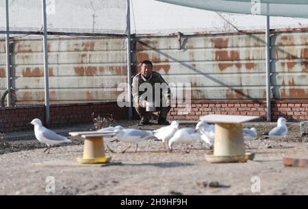 (211207) -- SHIJIAZHUANG, 7 décembre 2021 (Xinhua) -- Tian Zhiwei, un protecteur d'oiseaux sauvages, nourrit les oiseaux sauvés à la station de sauvetage de Daqinghe dans le comté de Laoing, dans la province de Hebei, au nord de la Chine, 7 décembre 2021.Chaque année, des millions d'oiseaux migrateurs affluent dans le comté de Laoing pendant leur migration.Tian Zhiwei, 52 ans, se consacre aux activités de protection et de sauvetage des oiseaux sauvages depuis 2004.En 2011, il établit une station de sauvetage dans le comté de Laoting.Avec une superficie de 35 um (environ 5.8 acres), la station de sauvetage a sauvé, adopté et libéré plus de 100 espèces et des dizaines de milliers d'oiseaux sauvages. Banque D'Images