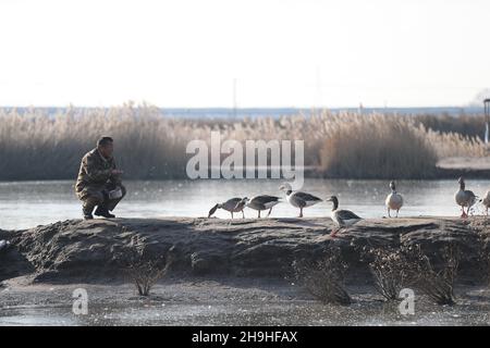 (211207) -- SHIJIAZHUANG, 7 décembre 2021 (Xinhua) -- Tian Zhiwei, un protecteur d'oiseaux sauvages, nourrit les oiseaux à la station de sauvetage de Daqinghe dans le comté de Laoing, dans la province de Hebei, au nord de la Chine, 7 décembre 2021.Chaque année, des millions d'oiseaux migrateurs affluent dans le comté de Laoing pendant leur migration.Tian Zhiwei, 52 ans, se consacre aux activités de protection et de sauvetage des oiseaux sauvages depuis 2004.En 2011, il établit une station de sauvetage dans le comté de Laoting.Avec une superficie de 35 um (environ 5.8 acres), la station de sauvetage a sauvé, adopté et libéré plus de 100 espèces et des dizaines de milliers d'oiseaux sauvages.(Xinhua/ Banque D'Images