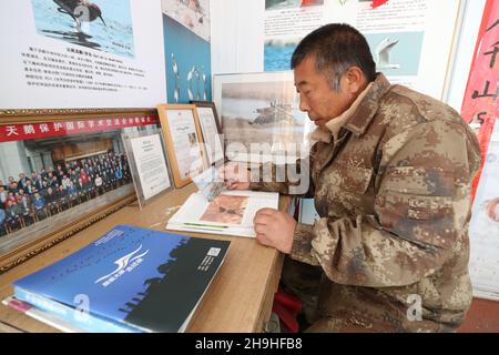 (211207) -- SHIJIAZHUANG, 7 décembre 2021 (Xinhua) -- Tian Zhiwei, un protecteur d'oiseaux sauvages, lit un livre sur la protection des oiseaux à la station de sauvetage de Daqinghe dans le comté de Laoing, dans la province de Hebei, au nord de la Chine, 7 décembre 2021.Chaque année, des millions d'oiseaux migrateurs affluent dans le comté de Laoing pendant leur migration.Tian Zhiwei, 52 ans, se consacre aux activités de protection et de sauvetage des oiseaux sauvages depuis 2004.En 2011, il établit une station de sauvetage dans le comté de Laoting.Avec une superficie de 35 um (environ 5.8 acres), la station de sauvetage a sauvé, adopté et libéré plus de 100 espèces et des dizaines de milliers de sauvages Banque D'Images