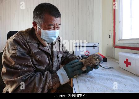 (211207) -- SHIJIAZHUANG, 7 décembre 2021 (Xinhua) -- Tian Zhiwei, un protecteur d'oiseaux sauvages, traite un kestrel blessé à la station de sauvetage Daqinghe dans le comté de Laoing, dans la province de Hebei, au nord de la Chine, 7 décembre 2021.Chaque année, des millions d'oiseaux migrateurs affluent dans le comté de Laoing pendant leur migration.Tian Zhiwei, 52 ans, se consacre aux activités de protection et de sauvetage des oiseaux sauvages depuis 2004.En 2011, il établit une station de sauvetage dans le comté de Laoting.Avec une superficie de 35 um (environ 5.8 acres), la station de sauvetage a sauvé, adopté et libéré plus de 100 espèces et des dizaines de milliers d'oiseaux sauvages. Banque D'Images