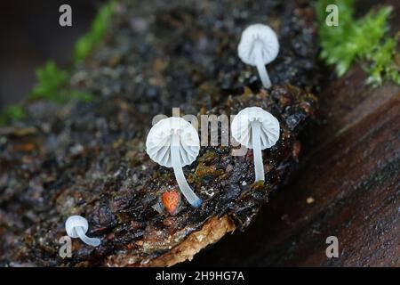 Mycena cyanorhiza, connue sous le nom de mycena à pieds bleus, champignon sauvage de Finlande Banque D'Images