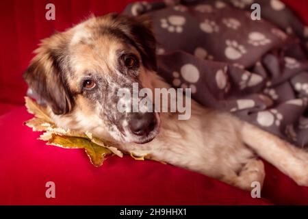 Grand chien de berger allongé sur un canapé sous la couverture à motif écossais et les feuilles d'automne Banque D'Images